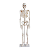 Esqueleto Humano 85 cm de Altura com Suporte- 4D ANATOMY - Imagem 1