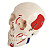Modelo de Crânio Humano com Músculos Pintado - Tamanho Real- 180cm - 4D ANATOMY - Imagem 1