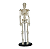 Modelo Mini Esqueleto Humano - 42cm - 4D ANATOMY - Imagem 1
