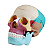 Modelo de Crânio Humano Colorido -Tamanho Real - 4D ANATOMY - Imagem 1