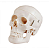Crânio Humano com Mandíbula Móvel  - 4D Anatomy - Imagem 1