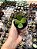 Suculenta Crassula Ovata - Imagem 1