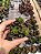 Suculenta Sedum Robrotinctum - Imagem 1