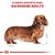 Ração para Dachshund Adulto Royal Canin - Imagem 3