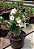 1 SEMENTE ARABICUM WHITE HOUSE (FLOR BRANCA) - Imagem 2