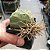 1 SEMENTE PSEUDOLITHOS CUBIFORMES - Imagem 2