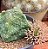 1 SEMENTE PSEUDOLITHOS CUBIFORMES - Imagem 1