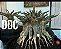 1 SEMENTE ARABICUM DUM DOT COM (DDC) - Imagem 1
