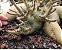 1 SEMENTE ARABICUM PORCUPINE 2 - Imagem 2
