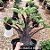 1 SEMENTE ARABICUM CHOCO BLACK KHZ - Imagem 1