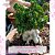1 SEMENTE DHA 100 % GLOSSY LEAVES - Imagem 1