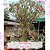 100 SEMENTES SOMALENSE BIG SIZE - Imagem 1
