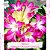 2 SEMENTES OBESUM VARIEGATA BOUQUET - Imagem 1