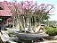 1 SEMENTES ARABICUM DESERT NIGHT FORK - Imagem 1