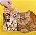 LAPISEIRA PARA OLHOS CAT LOVERS - VIZZELA - Imagem 3
