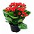 Kalanchoe vermelho un/1 - Imagem 1
