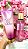 Kit Pure Sedution Tradicional - Victoria´s Secret Original - Imagem 1