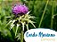 CARDO MARIANO (Silybum marianum) 60gr - Imagem 1
