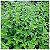 EXTRATO DE OREGANO - Imagem 2