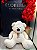 Urso Grambello GG - Imagem 8
