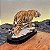 Tigre - Imagem 3