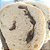 Pão de azeitonas pretas e ervas de Provence - Imagem 10