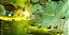 rayman legends dublado para ps3 em mídia digital - Imagem 5