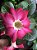 Flores Rosa do Deserto - Imagem 3