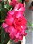 Flores Rosa do Deserto - Imagem 4
