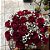 Buquê de Rosas Vermelhas | Karina Flores - Imagem 2