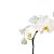 Orquidea Phalaenópsis Branca - Imagem 2