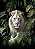 Quadro Decorativo Leão Branco - Imagem 1