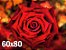 Quadro Flor Rosa Vermelha - Diversos Tamanhos - Imagem 3