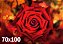 Quadro Flor Rosa Vermelha - Diversos Tamanhos - Imagem 4