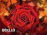Quadro Flor Rosa Vermelha - Diversos Tamanhos - Imagem 7