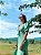 Vestido Carol Verde - Imagem 2