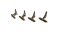Kit Unhas de Separação para  Kyocera Km 2810 / 2820 - ( 2br20240 ) - Imagem 2