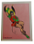 Cartão Postal Ed Ebal -  ROBIN ( antigo ) -  ano 1968 - Imagem 1