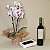 Kit Vinho D.V. Catena, Orquídea Branca & Chocolates - Imagem 7