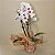 Kit Vinho D.V. Catena, Orquídea Branca & Chocolates - Imagem 4