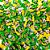 Laço Borboleta Sortidos PF Copa Brasil Mod.1 - 10 unidades - Imagem 1
