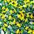 Laço Borboleta Sortidos PF Copa Brasil Mod.2 - 10 unidades - Imagem 1