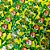 Laço Borboleta Estampado PF Copa Brasil Mod.3 - 10 unidades - Imagem 1