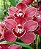 Cymbidium Piper Mint - Muda T3 - Imagem 1