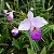 25 Orquídeas Arundina - Orquídea Bambu - Orquídea de Jardim - Imagem 3