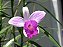 25 Orquídeas Arundina - Orquídea Bambu - Orquídea de Jardim - Imagem 4