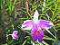 25 Orquídeas Arundina - Orquídea Bambu - Orquídea de Jardim - Imagem 5