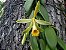 Vanilla - Orquídea de onde é extraida a Baunilha - Adulta - Imagem 4