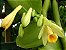Vanilla - Orquídea de onde é extraida a Baunilha - Adulta - Imagem 2