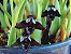 Maxillaria Schunkeana (Orquídea NEGRA) - AD - Imagem 2